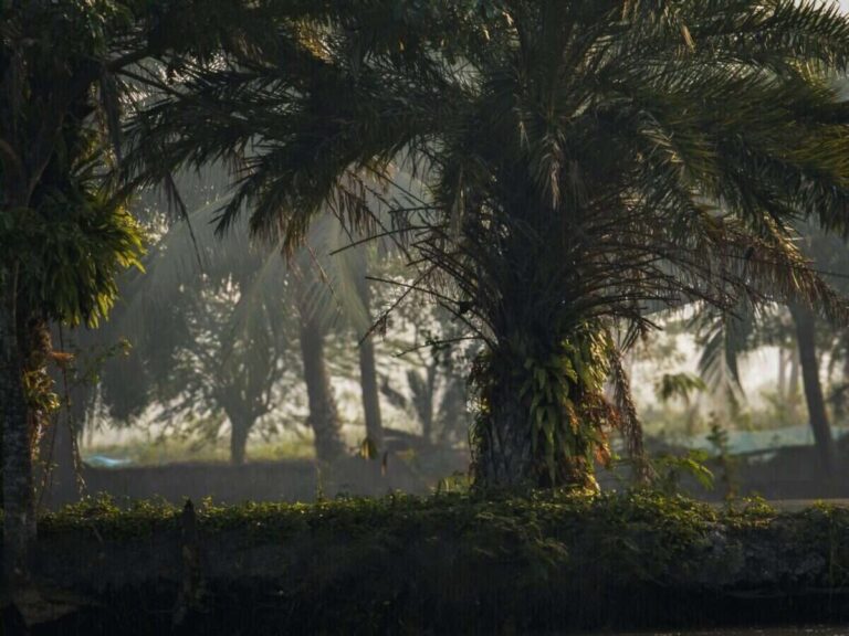 A serene view of palm trees in Bagerhat, Bangladesh enveloped in a morning mist.
